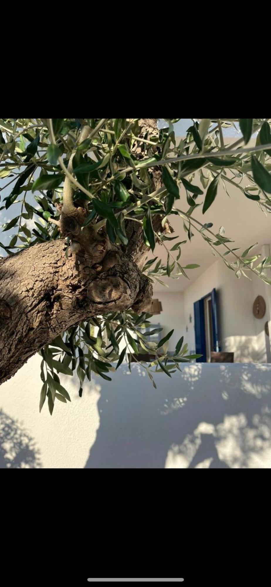 Pugliamandia Villa Monopoli Ngoại thất bức ảnh